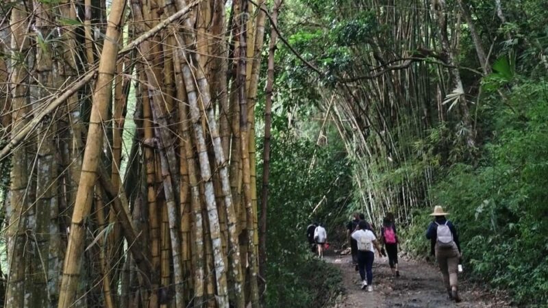 Minca: Hidden Waterfall + Coffee and Cocoa Workshop - Inclusions