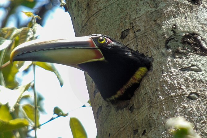 Mindo Cloud Forest Customizable - Key Points