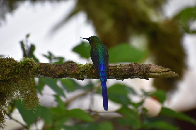 Mindo Cloud Forest -Full Day From Quito - Highlights of the Tour