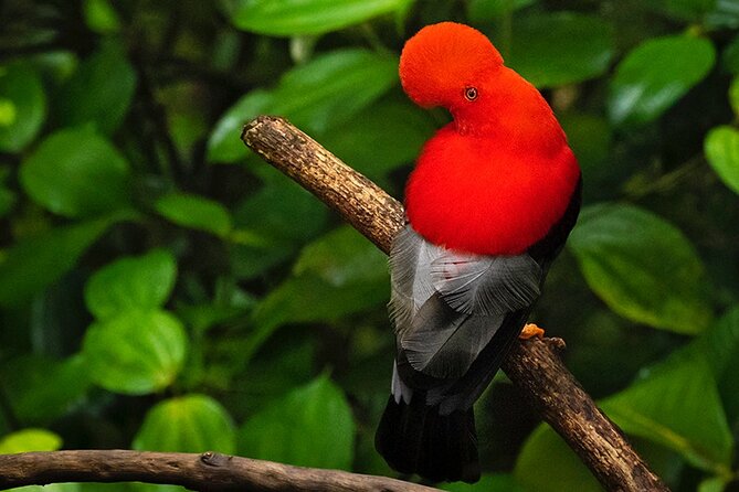 MINDO CLOUD FOREST: Nature & Adventure - Flexible Private Day Tour - Inclusion and Exclusion
