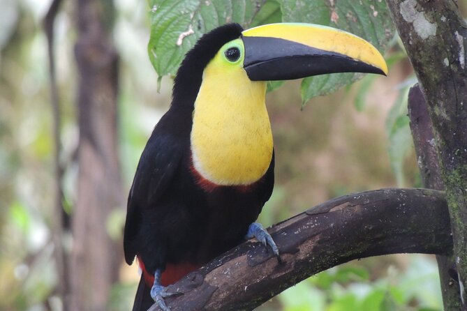 Mindo Cloud Forest Private Day Tour - Important Information and Policies