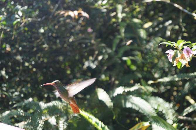 Mindo Cloud Forest PRIVATE Day Trip - Immersive Nature Experience