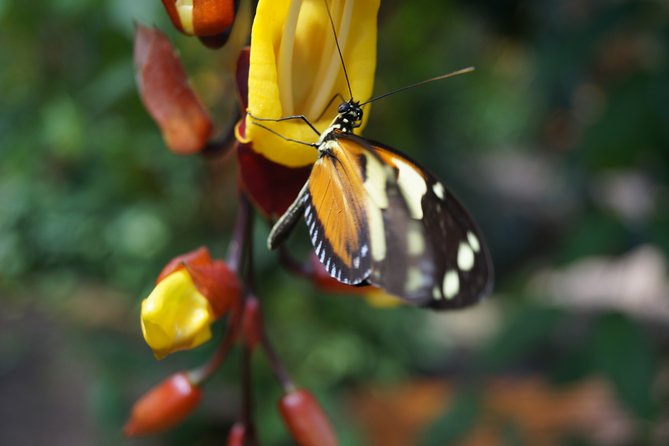 Mindo Cloud Forest PRIVATE Day Trip - Transportation and Logistics