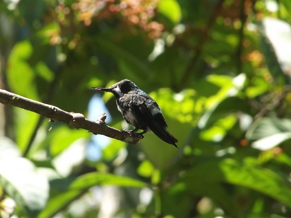 Mindo Cloud Forest (Private Day Trip From Quito) - Key Points