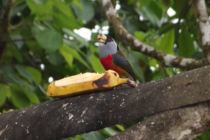 Mindo Cloud Forest (Private Day Trip From Quito) - Included Activities