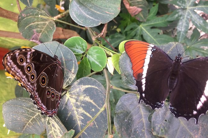 Mindo Cloud Forest (Private Day Trip From Quito) - Exploring the Cloud Forest