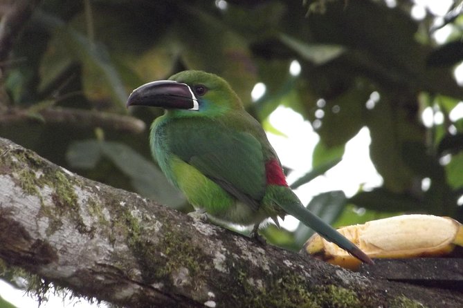 Mindo Cloud Forest (Private Day Trip From Quito) - Key Points