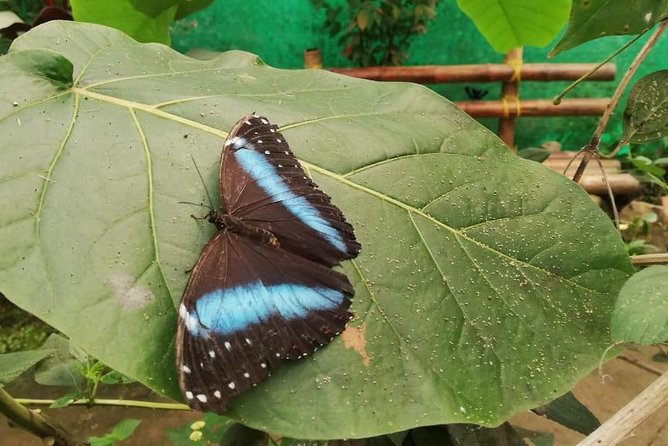 Mindo Cloud Forest - Private Tour From Quito - Nature, Waterfalls and Chocolate - Overview of the Mindo Cloud Forest Tour