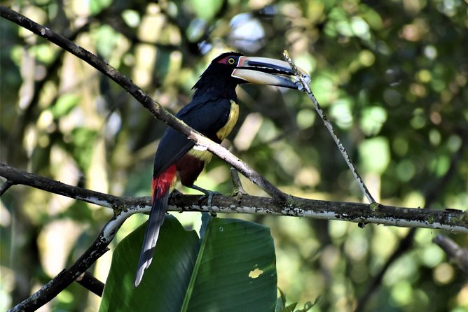 Mindo Cloud Forest Tour: Birds & Nature Experience - Meeting and Pickup