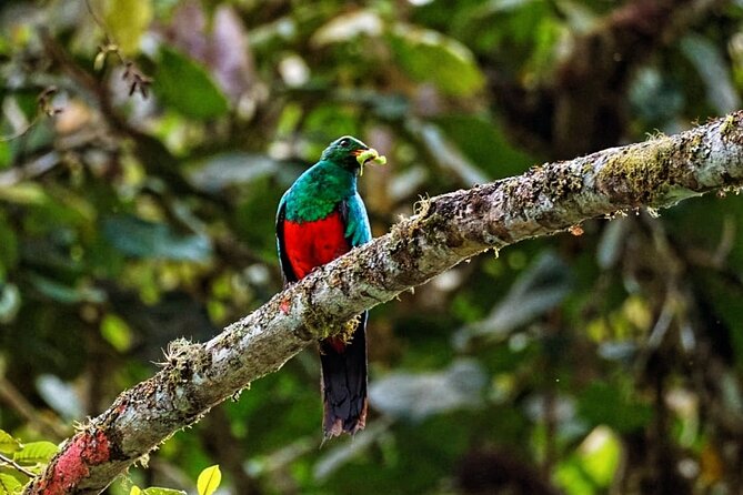 Mindo Cloud Forest Tour: Birds & Nature Experience - Accessibility and Additional Info