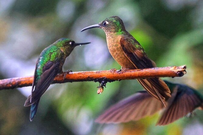 Mindo Cloud Forest Tour: Chocolate, Coffee, Birds & Nature - Customer Experiences