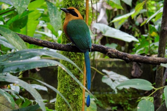 Mindo From Quito - Private Tours - Discovering Mindos Diverse Ecosystems