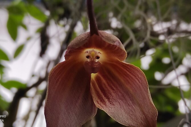 Mindo Orchids & Hummingbirds - Tour Details and Inclusions