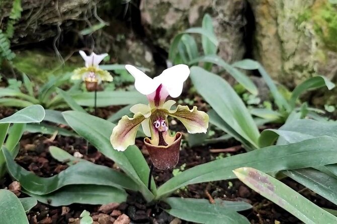 Mindo Orchids & Hummingbirds - Attractions: Mindo Nambillo Cloud Forest