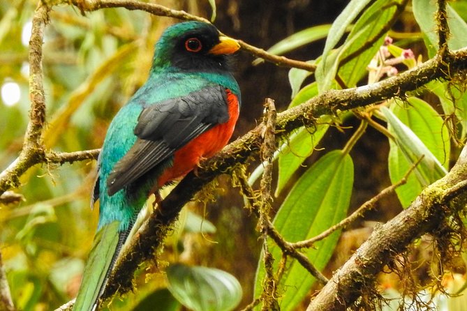 Mindo Tour With Hummingbirds, Waterfalls, Zip-Line, Chocolate - Accessibility and Additional Options