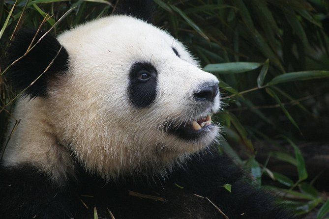 Mini Group: Half-Day Chengdu Pandas Guided Tour - Pickup and Confirmation Details