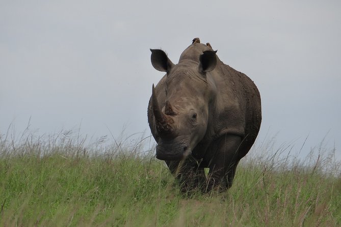 Mini Safari and Zulu Cultural Experience - Day Tour - Included Activities