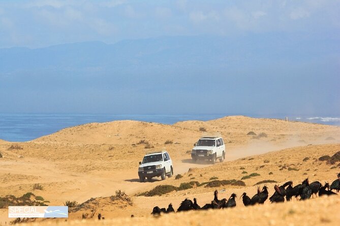 Mini Sahara Atlantic Ocean Jeep Tour With Berber Lunch - Free Time in Smaller Sahara Dunes