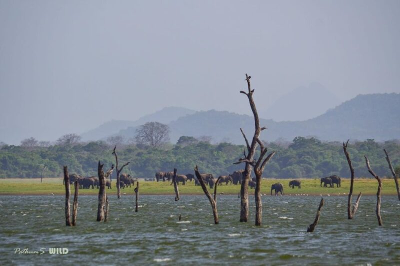 Minneriya Elephant Gathering Safari - Included Amenities