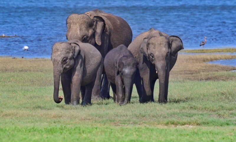 Minneriya Elephant Gathering Safari - Customer Feedback