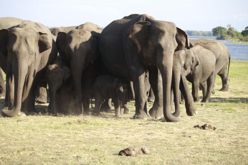 Minneriya Elephant Gathering Safari - Best Time to Visit