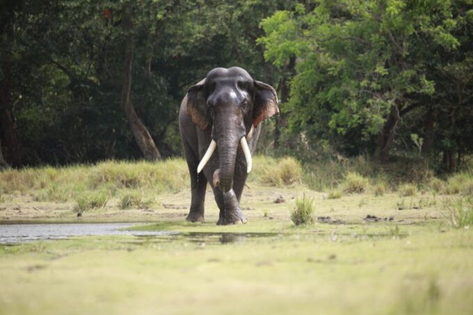 Minneriya Elephant Gathering Safari - Park Regulations