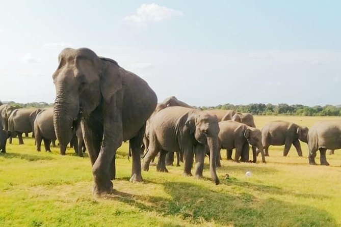 Minneriya Elephant Safari With Sigiriya Rock & Dambulla Cave Temples (Full Day) - Transportation and Logistics