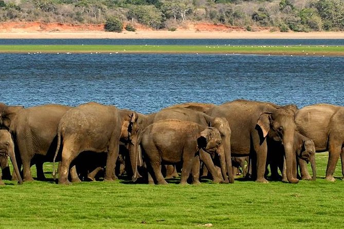 Minneriya Elephant Safari Wth Sigiriya & Dambulla Cave Temples Full Day Tour - Meeting and Pickup Details