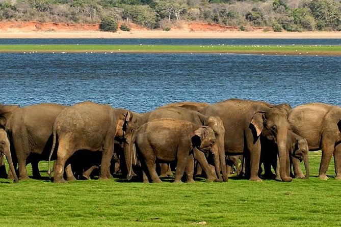 Minneriya Elephant Safari Wth Sigiriya & Dambulla Cave Temples Full Day Tour - Additional Experiences