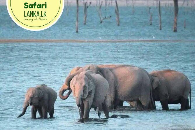 Minneriya Half Day Safari - Key Points