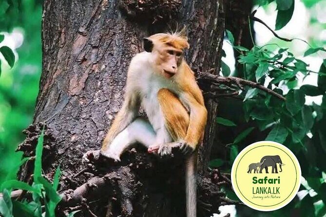 Minneriya Half Day Safari - An Introduction to the Minneriya Safari Experience