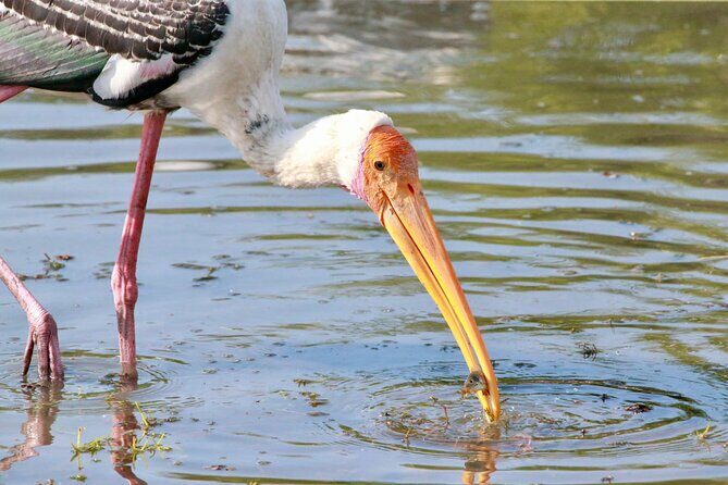 Minneriya Half Day Safari - The Real Deal: What Travelers Say