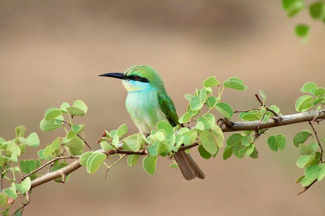 Minneriya Half Day Safari - Practical Tips for Travelers