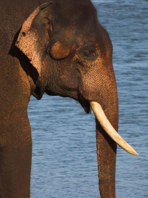Minneriya/Kaudulla/Hurulu National Park Safari - Wildlife and Activities