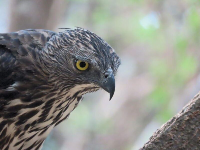Minneriya/Kaudulla/Hurulu National Park Safari - Pickup and Drop-off Locations