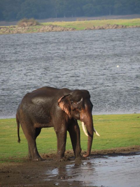 Minneriya/Kaudulla/Hurulu National Park Safari - Pricing and Booking Options