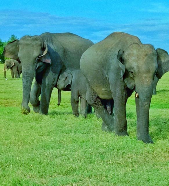 Minneriya/Kaudulla/Hurulu National Park Safari - Itinerary Details