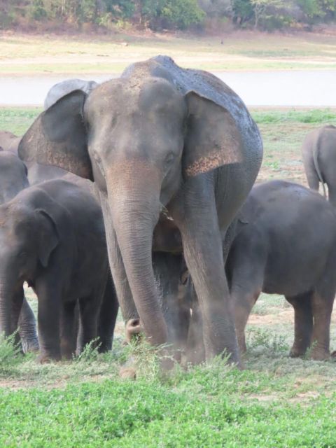 Minneriya/Kaudulla/Hurulu National Park Safari - Frequently Asked Questions