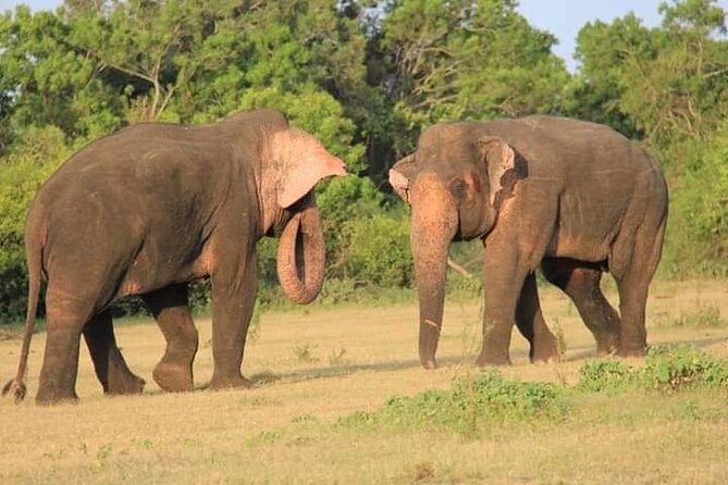 Minneriya / Kaudulla National Park Jeep Safari - Key Points