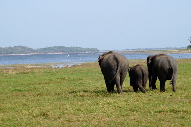 Minneriya / Kaudulla National Park Jeep Safari - Pickup and Meeting Details
