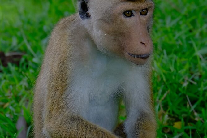 Minneriya / Kaudulla National Park Jeep Safari - Tour Timing and Accessibility