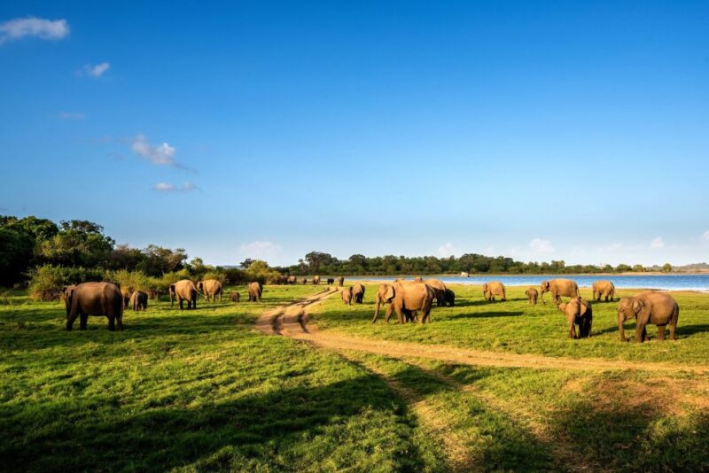Minneriya: Minneriya National Park Private Safari - Key Points