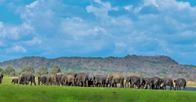 Minneriya: Minneriya National Park Private Safari - Elephant Gathering Spectacle