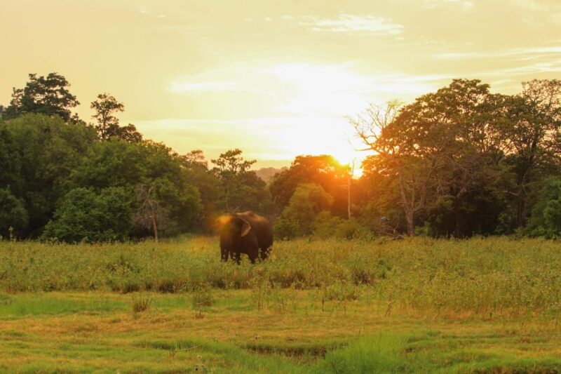 Minneriya: Minneriya National Park Private Safari - Additional Wildlife Sightings