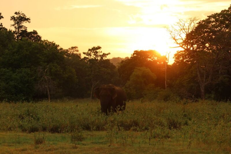 Minneriya: Minneriya National Park Private Safari - Tour Inclusions and Details