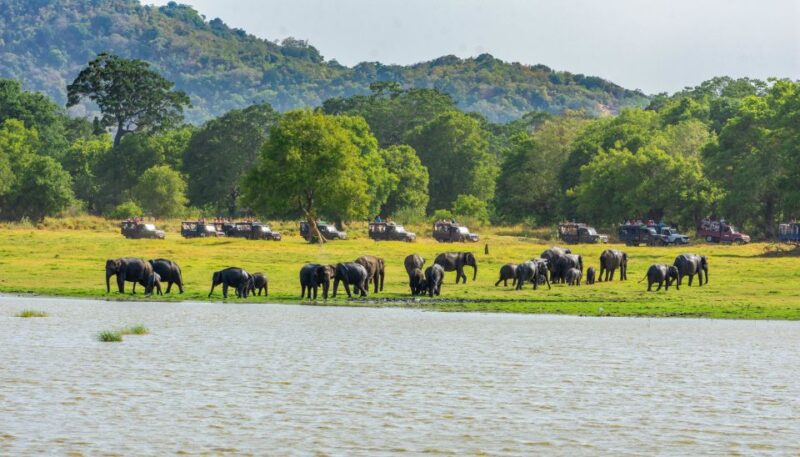 Minneriya: Minneriya National Park Private Safari - Customer Feedback and Ratings
