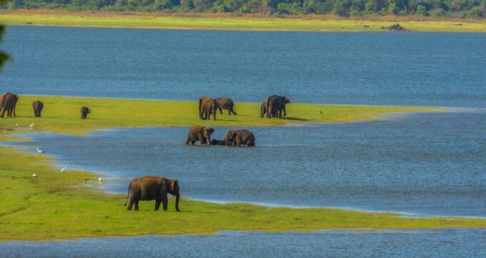 Minneriya: Minneriya National Park Private Safari - Booking and Cancellation Policy