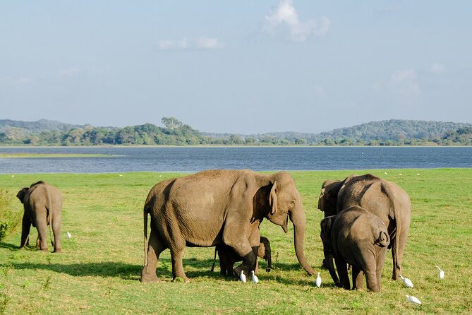 Minneriya National Park Elephant Jeep Safari - Private - Tour Details