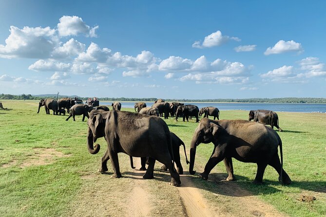 Minneriya National Park Elephant Jeep Safari - Private - Hurulu Eco Park