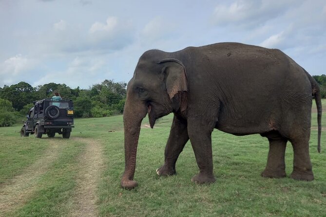 Minneriya National Park Elephant Jeep Safari - Private - Private Tour Experience